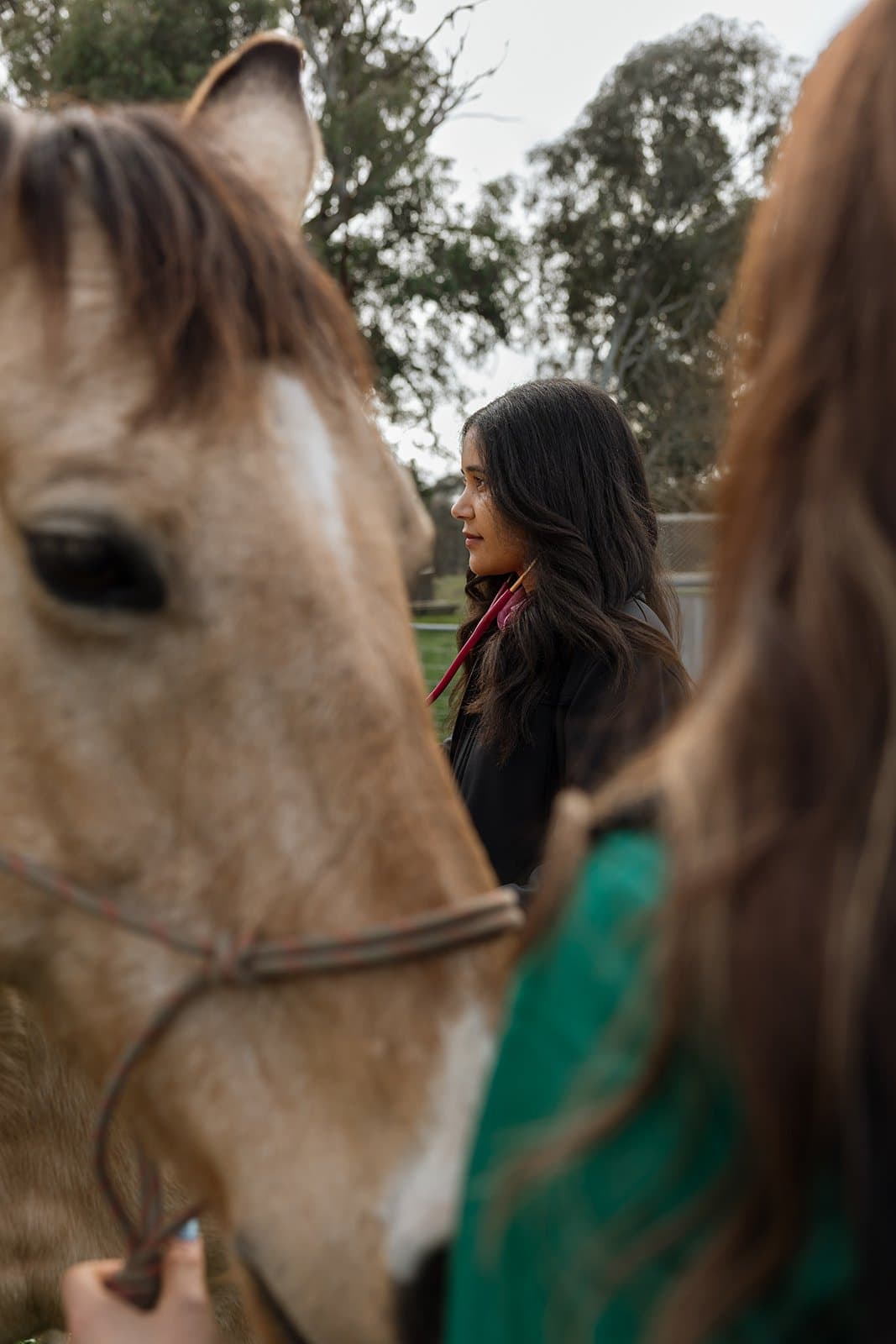 Checking a horse over during a wellness visit