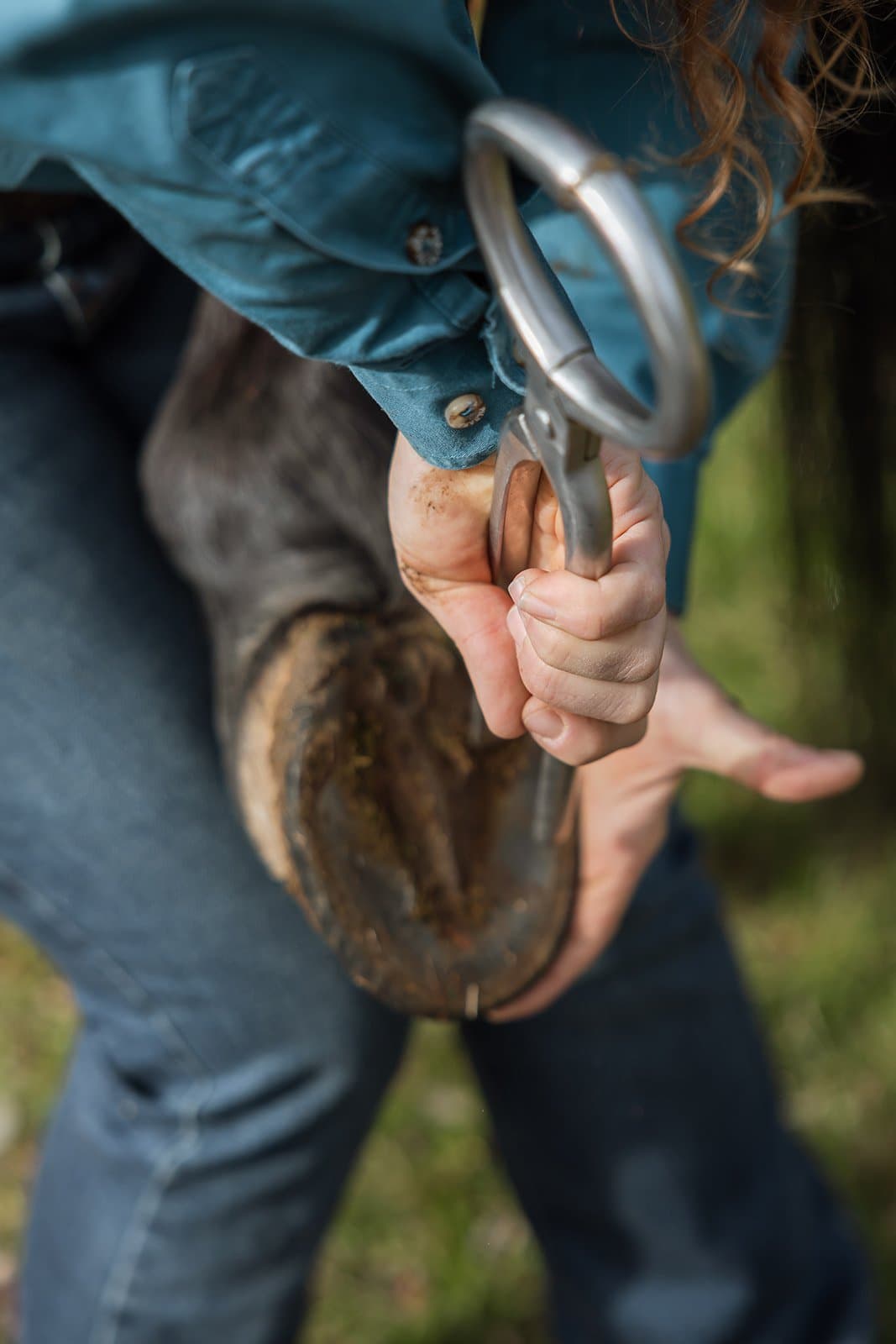 Close examination of a horse's hoof