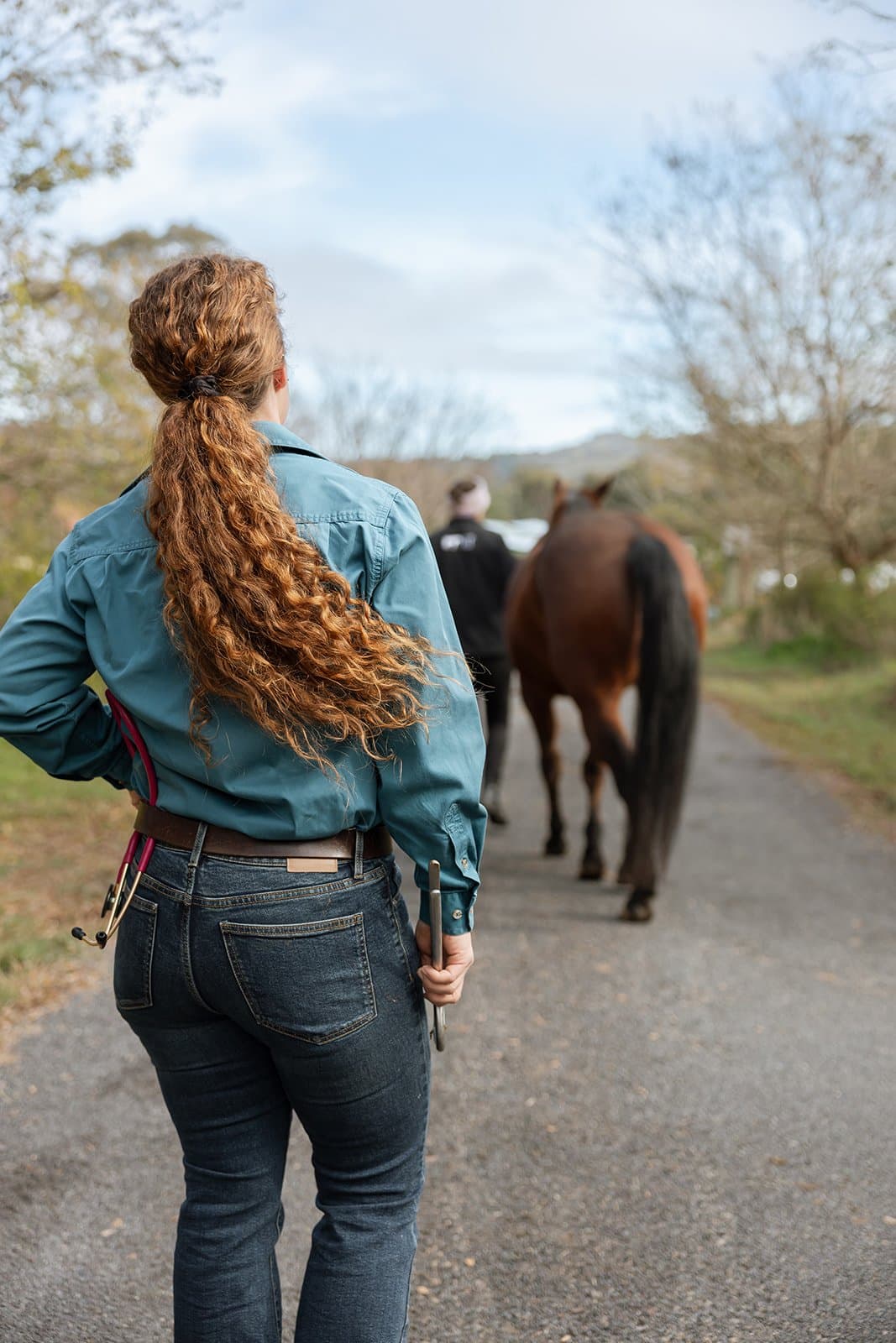 Examining a horse's limb during a lameness workup