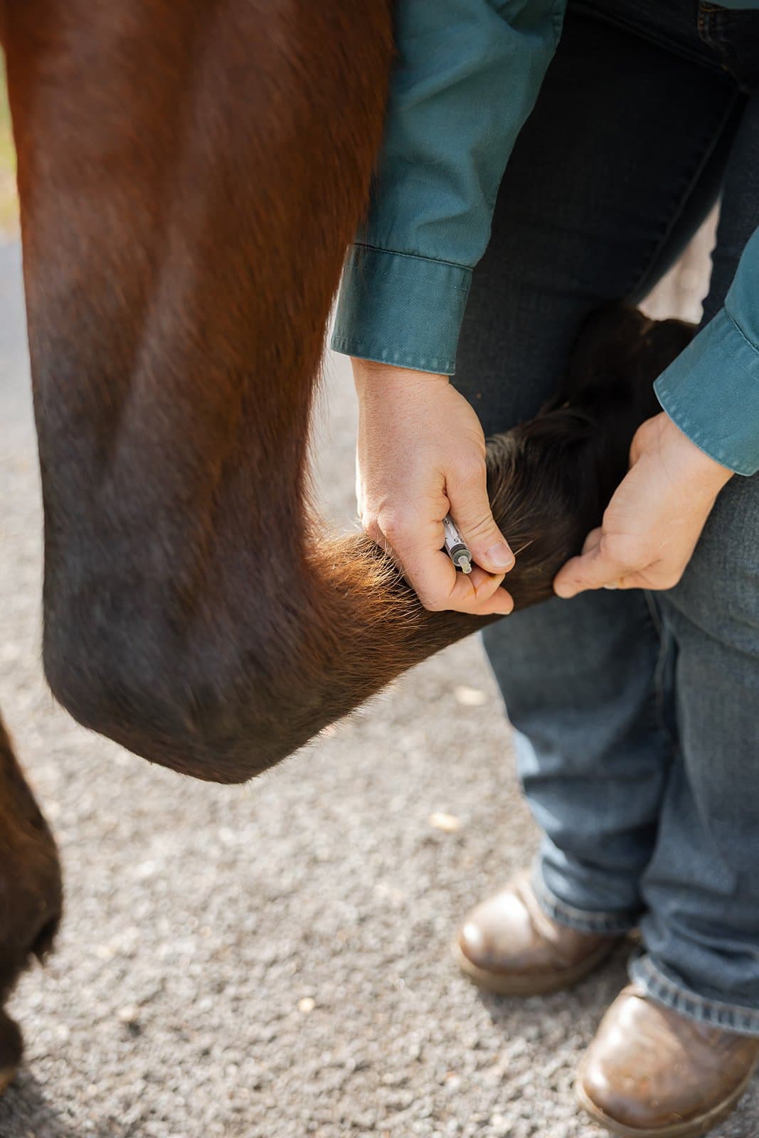 Follow-up lameness assessment