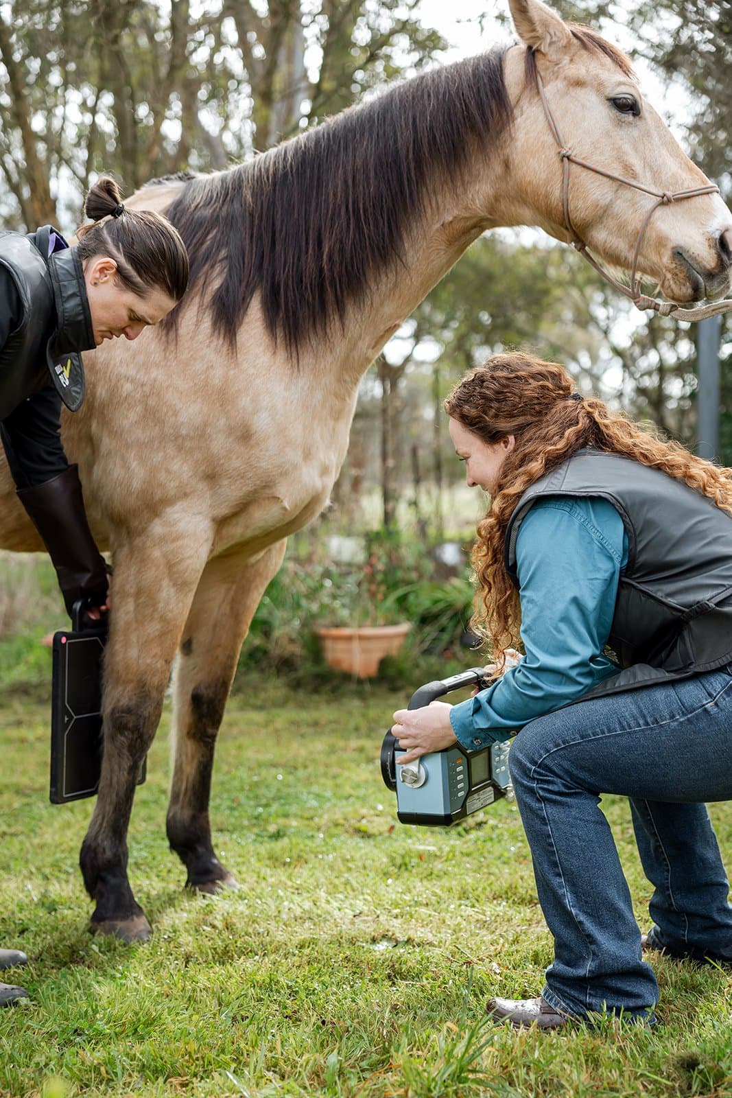 Taking a radiograph of a horse's limb on-property