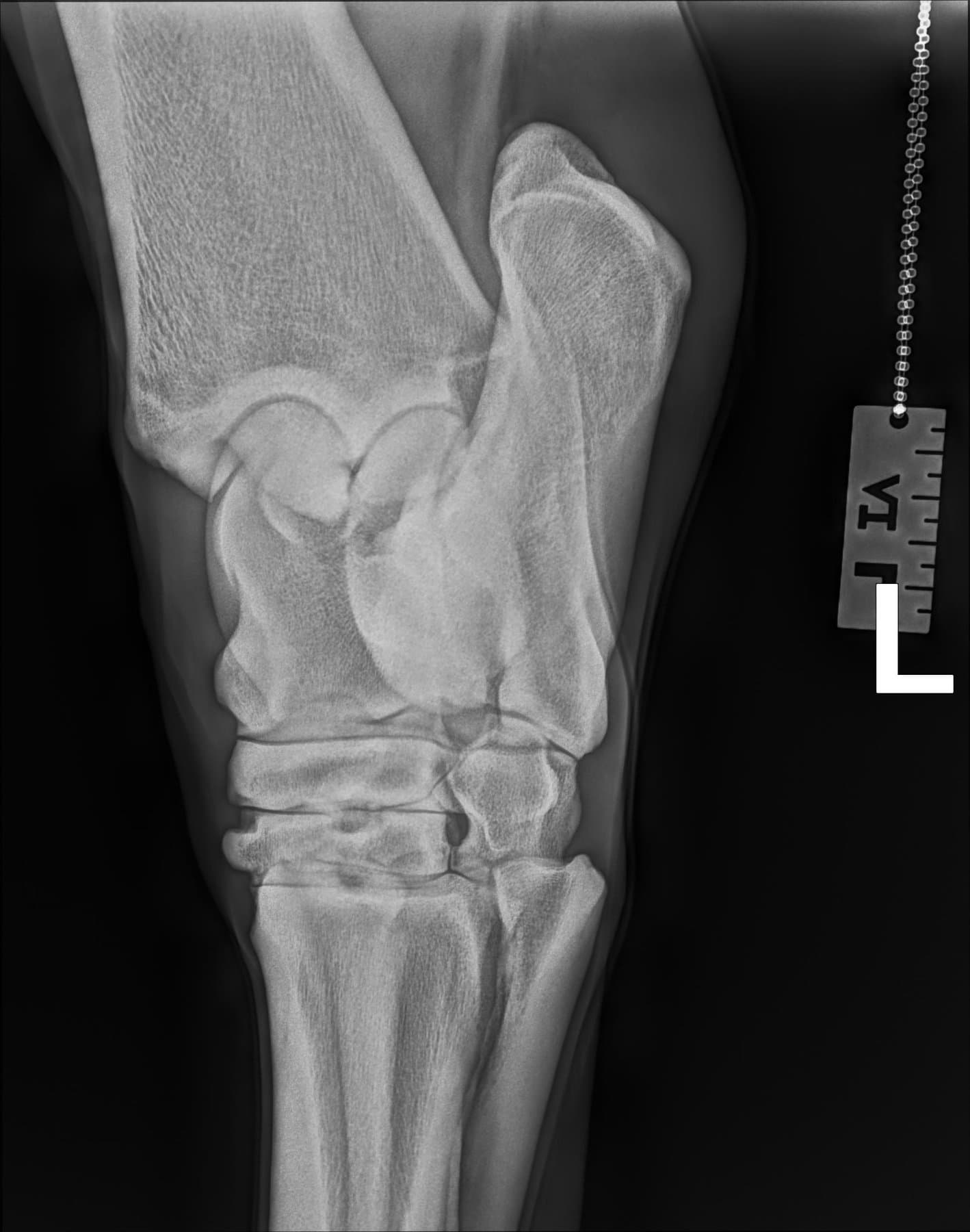 Digital radiograph of a horse's lower limb
