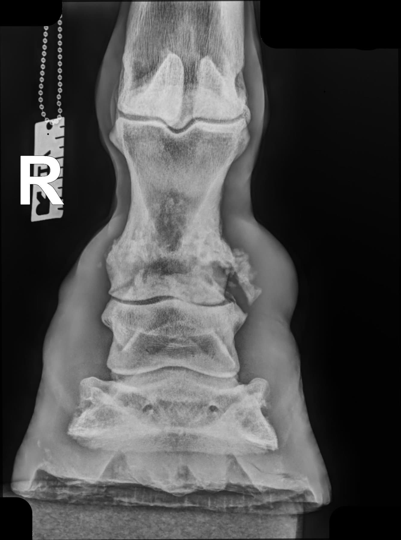 Digital radiograph of a horse's foot and pastern