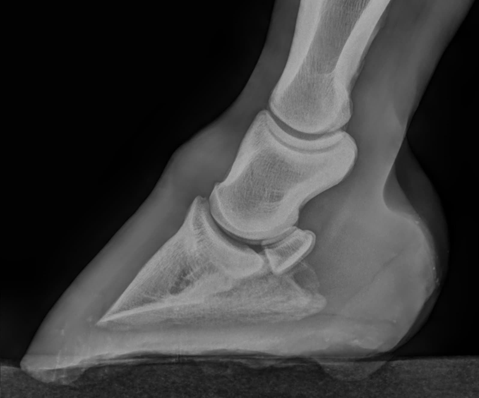 Lateral digital radiograph of a horse's foot