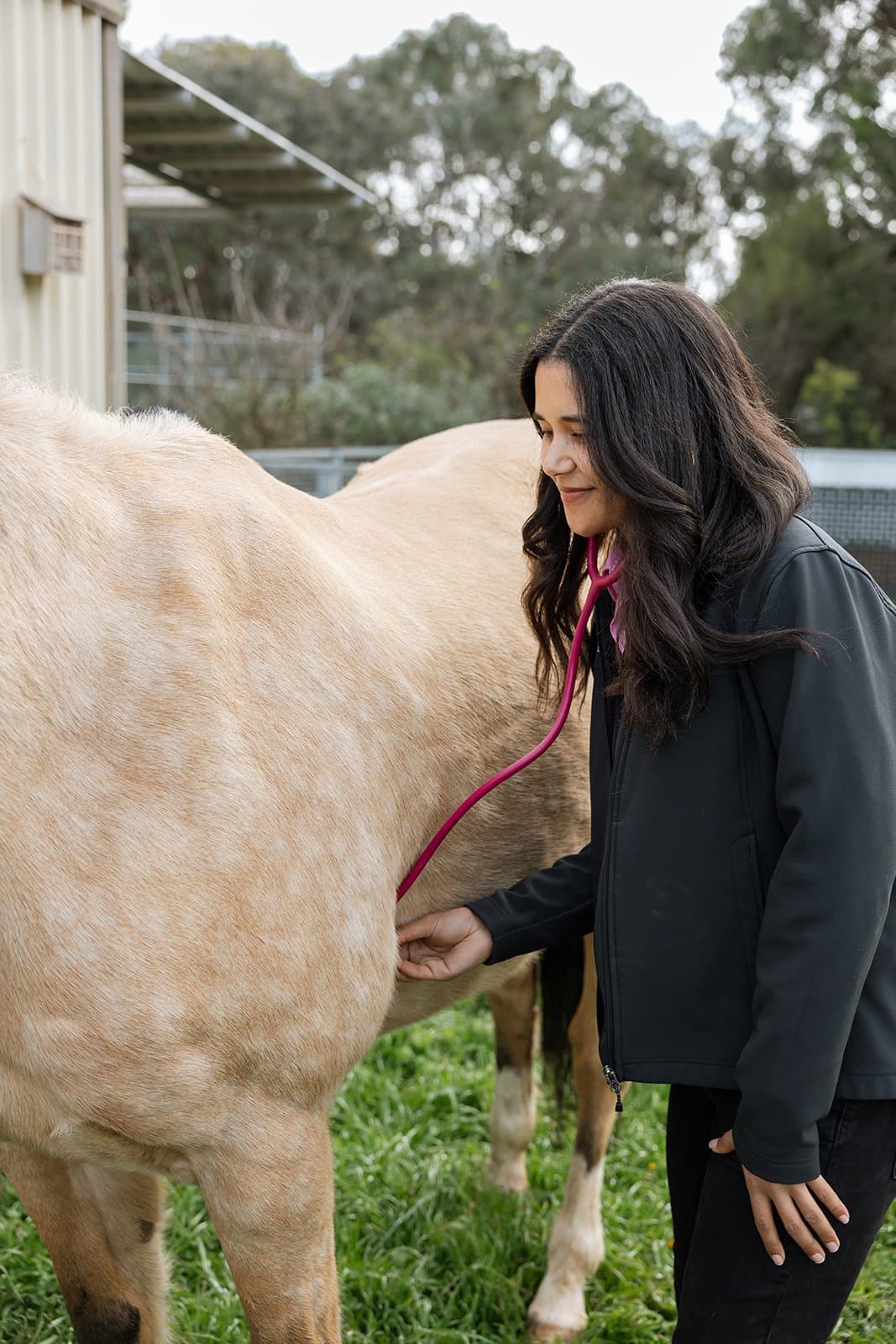 Vaccinating a horse at their own property