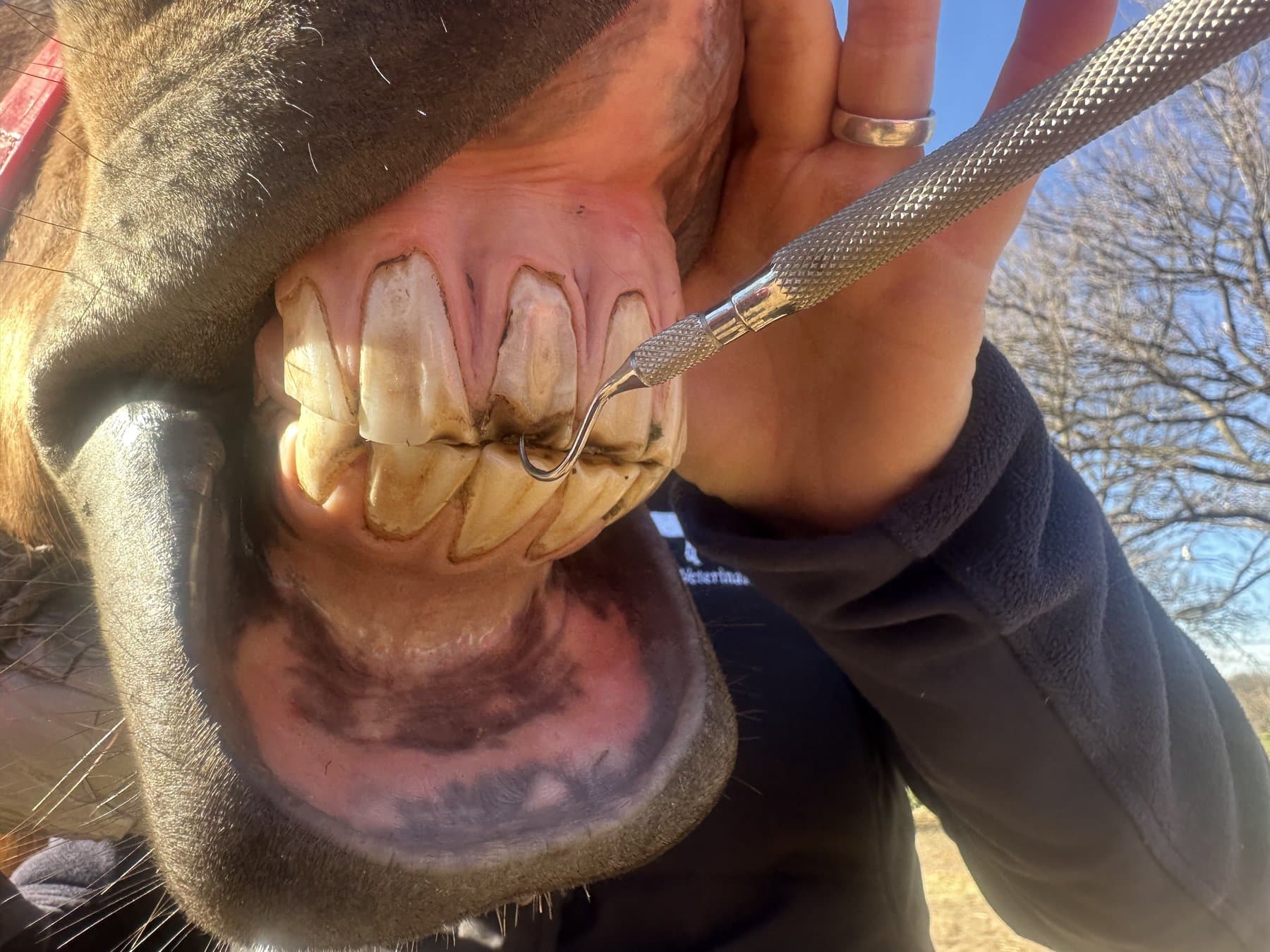 Examining a horse's incisors during a dental check