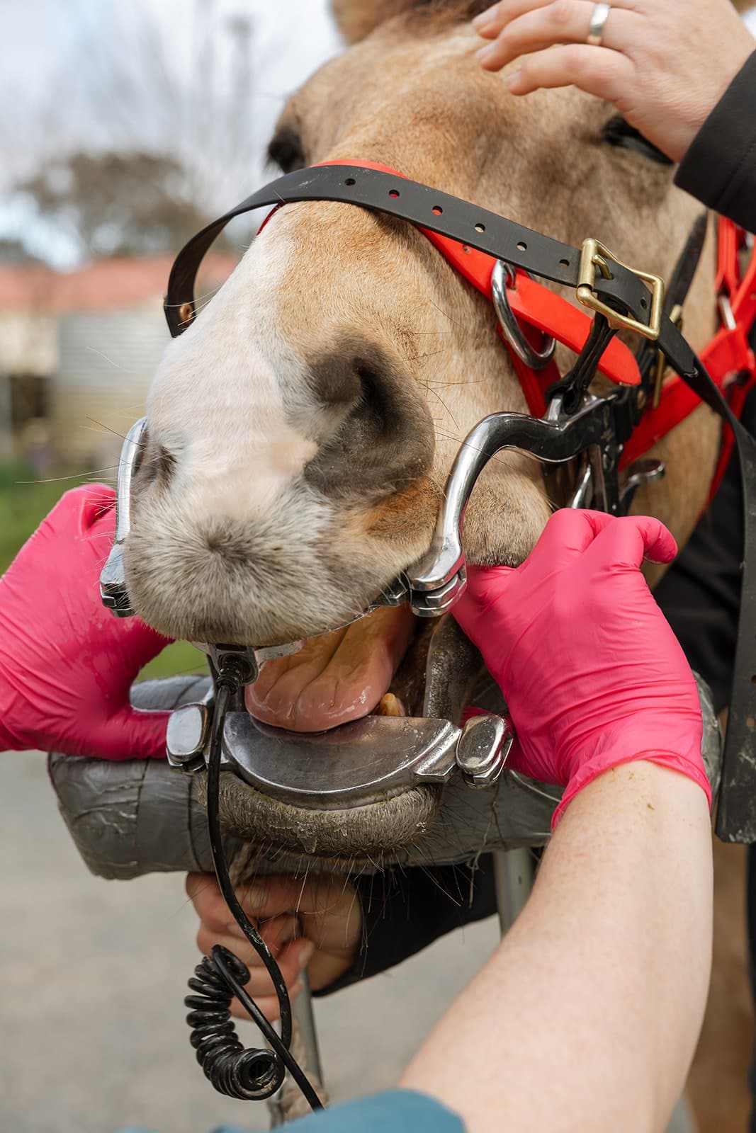 A sedated horse resting comfortably on the dental head stand