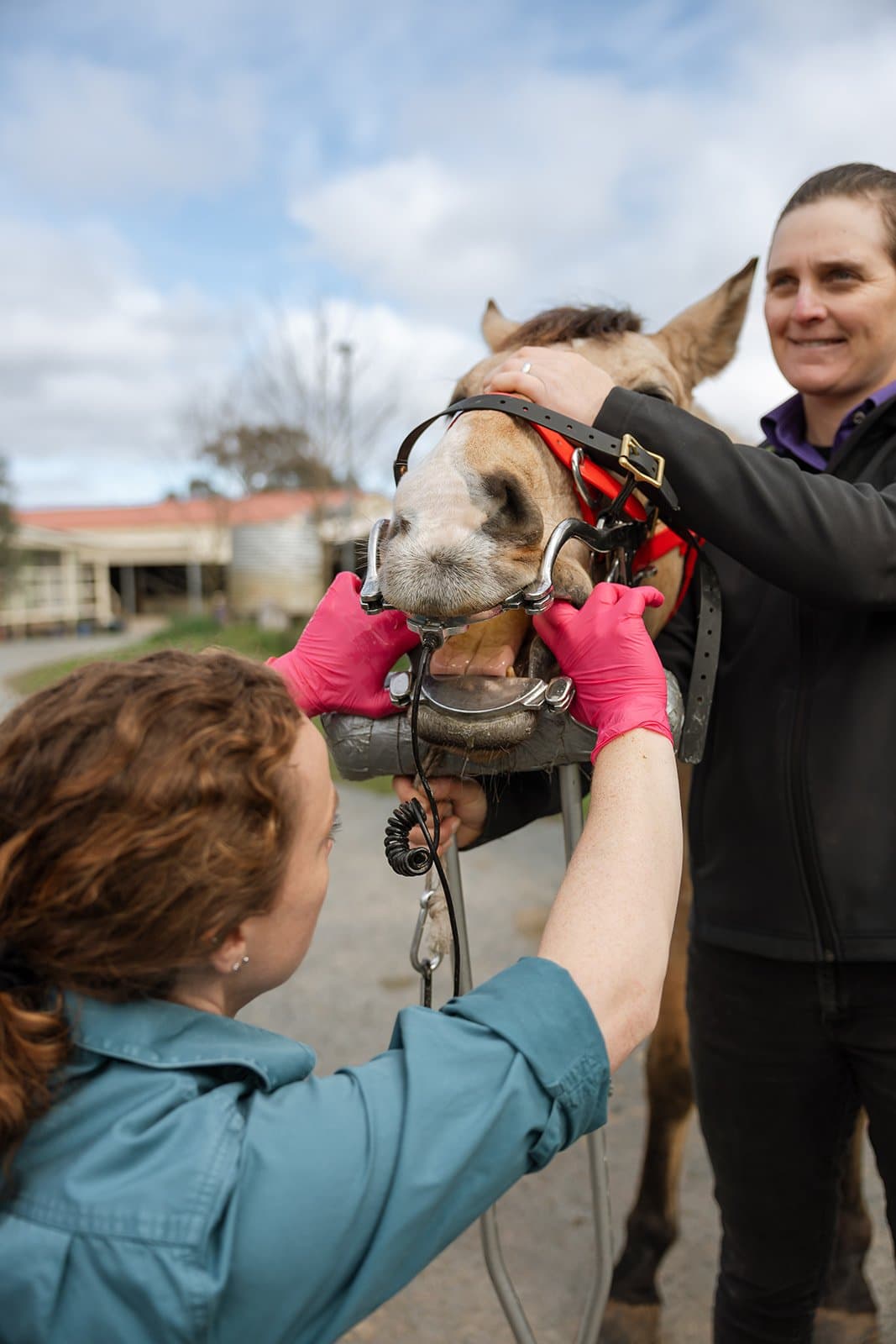 The team working together during a dental procedure