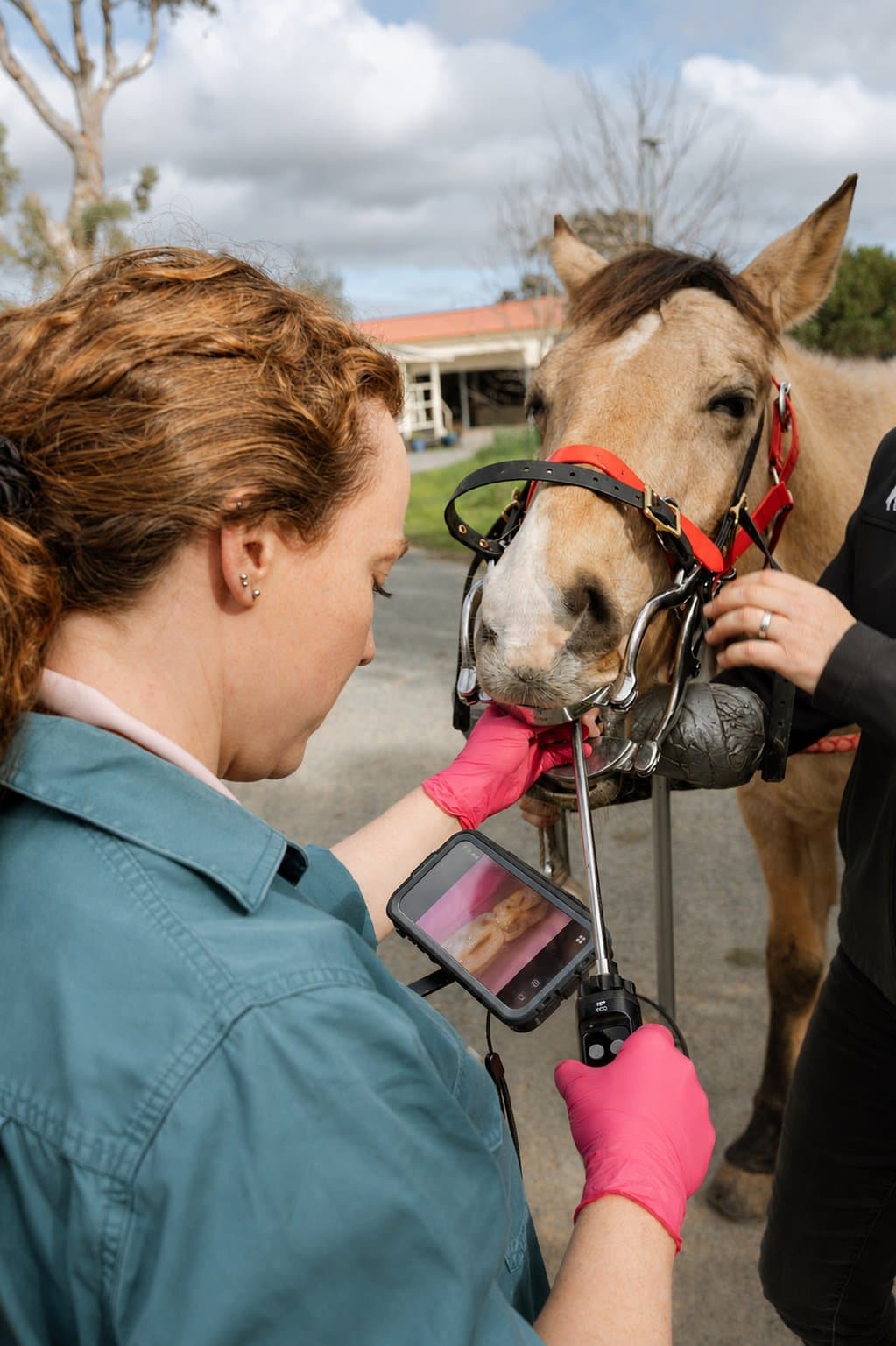 Dental endoscope in use, with the view projected onto a screen