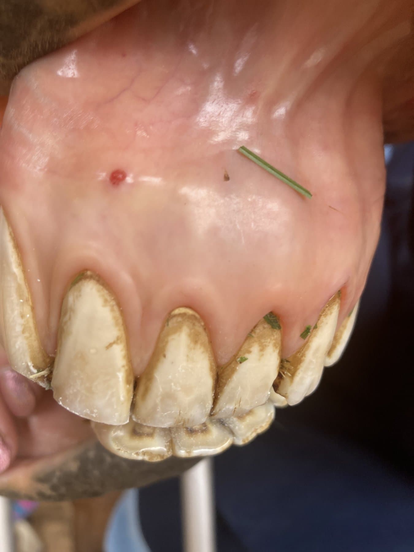 Close-up of a horse's incisors