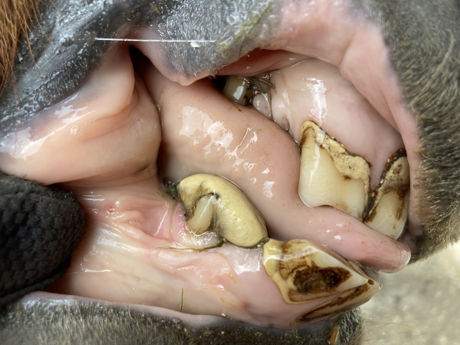 Cheek teeth and oral cavity seen during an examination
