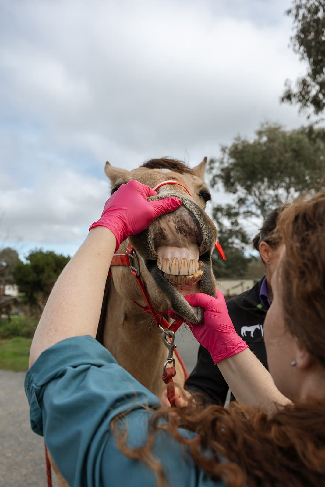 Opening a horse's mouth to check the incisors
