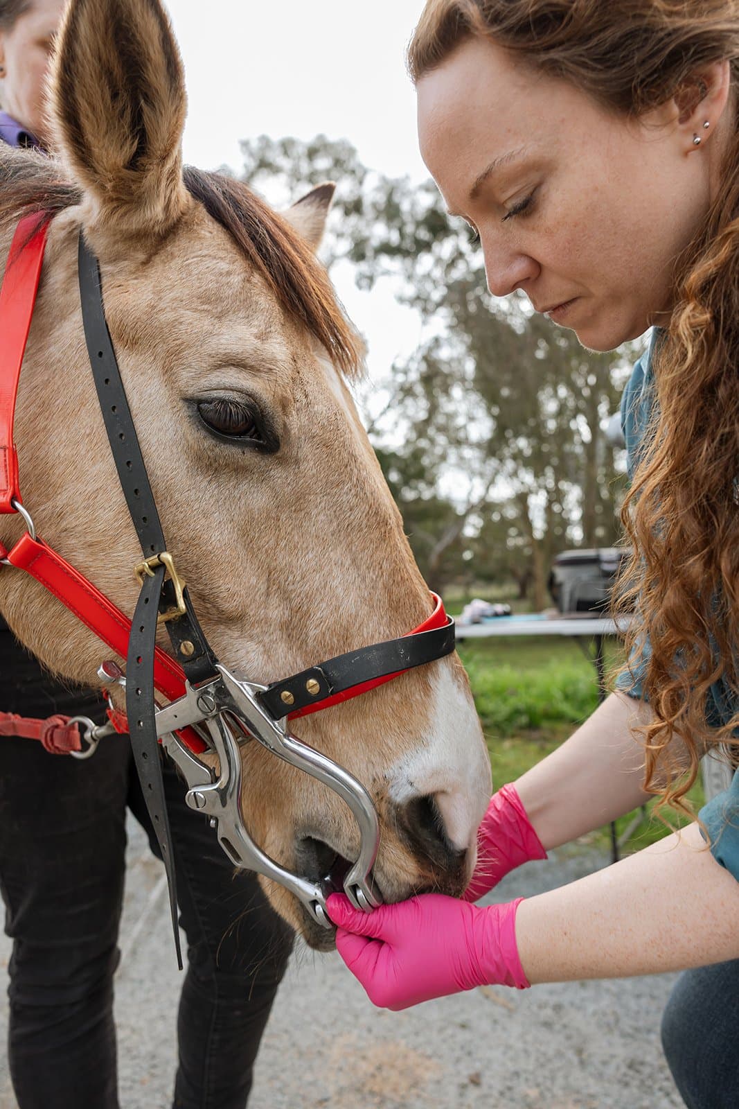 Talking a horse through a dental examination